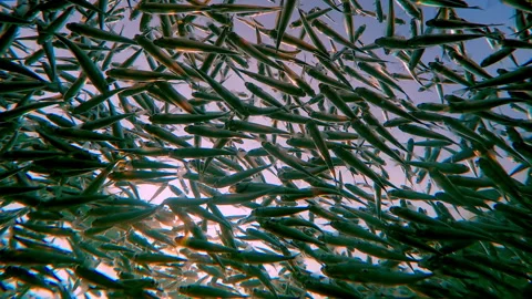 School of Atherina swims below surface, against blue sky and sun illuminating Stock Footage 336511730