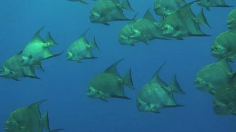 School of Atlantic spadefish Stock Footage 8657234
