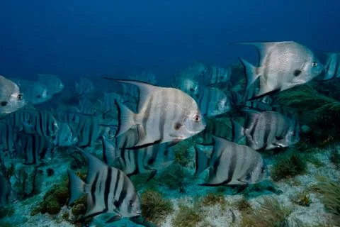 School of Atlantic spadefish. Stock Photos