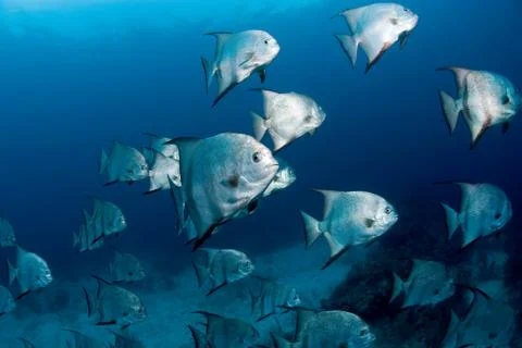 School of Atlantic spadefish. Stock Photos