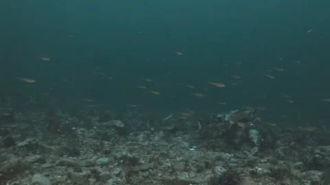 School of baby cod swimming over rocky reef in Percé, Quebec, underwater 4K 動画素材 322888826