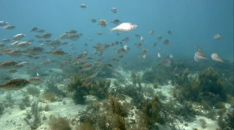 A school of baby fish. Video stock 47797909