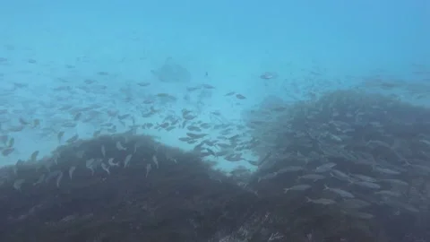 School of Bait Fish Stock Footage 147060101