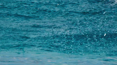 School of bait fish jump from the water Stock Video Pond5