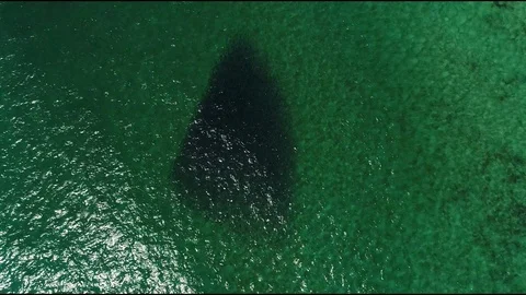 School of baitfish Stock Footage 95703531