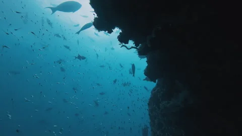 School of baitfish hides under the rock. Underwater deep sea scene with tiny Video stock 326772601
