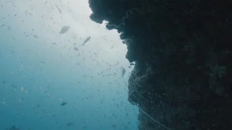 School of baitfish hides under the rock. Underwater deep sea scene with tiny Video stock 327159074