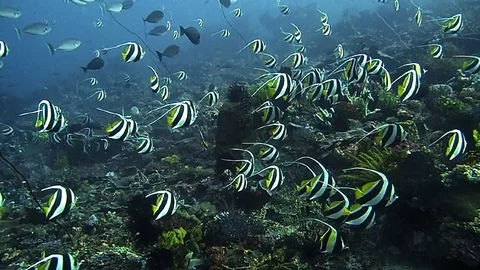 A school of banner fish Stock Footage 120870786