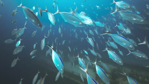 School of Bar Jack Passing a Sunken Shipwreck in Clear Caribbean Water Stock Footage 340112407