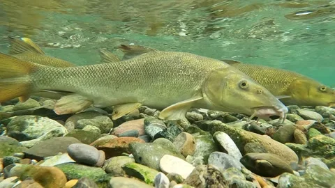 School of Barbs Feeding Under Clear Water – 4K Cinematic Underwater Wildlife Stock-Footage 320189120