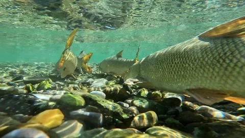 School of Barbs Spawning in Emerald Water – Rear View 4K Cinematic Wildlife Stock-Footage 320189124