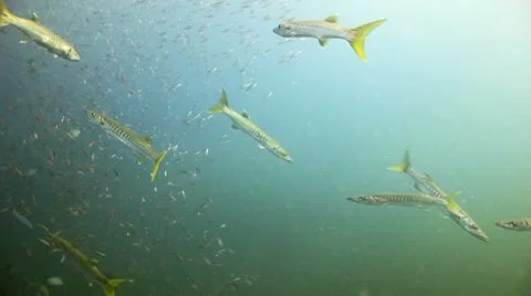 School of barracuda and small fish open ocean Stock Footage 10758723