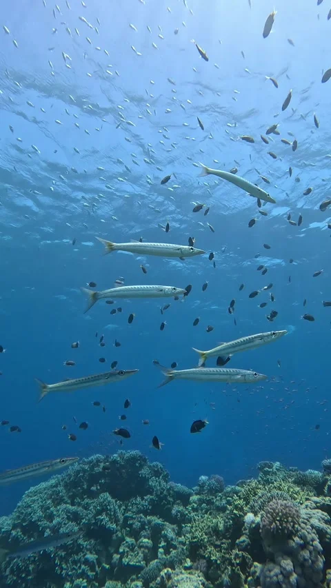 School of Barracuda at the Blue Hole Stock Footage 319954048