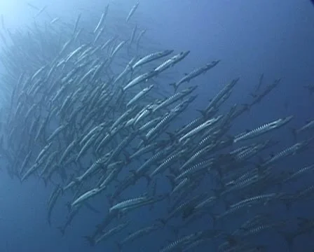 School of Barracuda in blue water Stock Footage 21076150