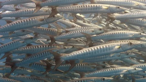 School of barracuda close Видео 108487172