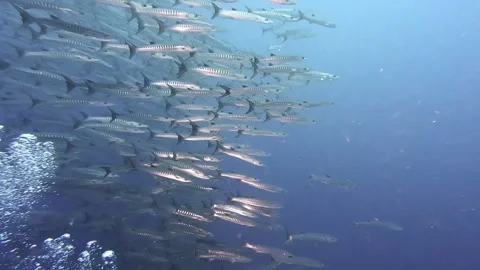 A school of barracuda in the deep ocean Stock Footage 305058734