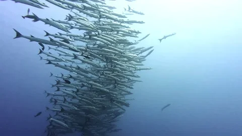 A school of barracuda in the deep ocean Stock Footage 305058759