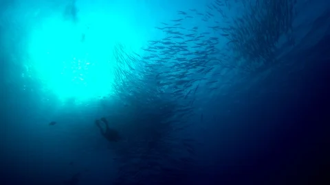 School of barracuda an diver in  front of sun in coral of Red sea Stock-Footage 87758774