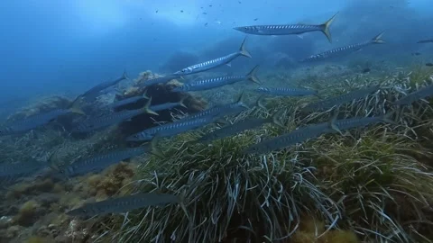 School of barracuda fish in blue sea waters Video stock 341738817