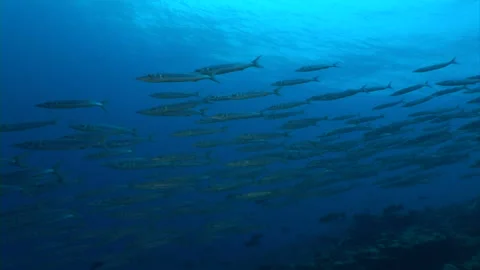 School of Barracuda fish Stock Footage 40083250