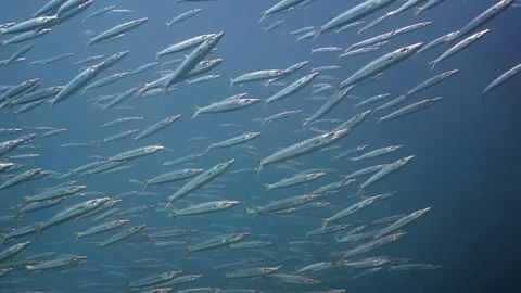 A school of barracuda fish Stock Footage 82887002