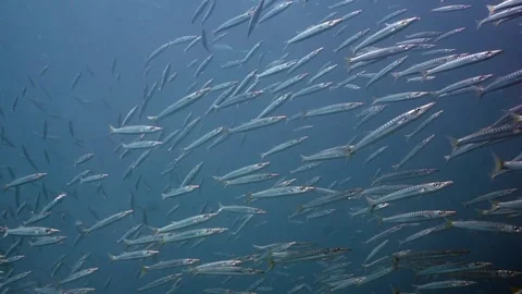 A school of barracuda fish Stock Footage 82887007