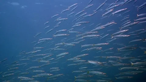 A school of barracuda fish Stock Footage 82887035