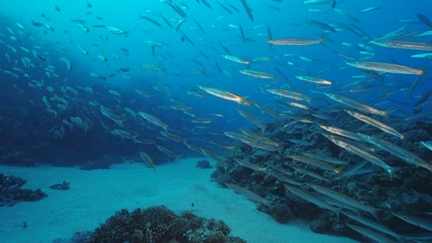 School of barracuda fish Vidéo 235011490