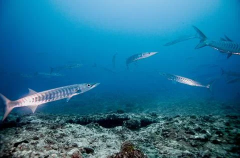 School of barracuda fish Stock Photos