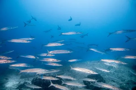 School of barracuda fish Foto stock
