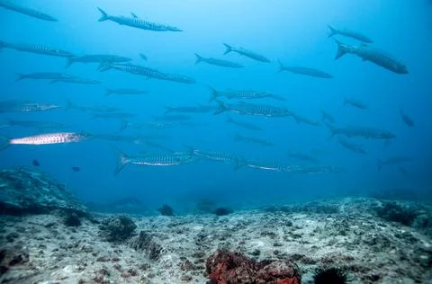 School of barracuda fish Stock Photos