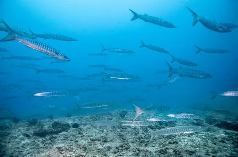 School of barracuda fish Stock Photos