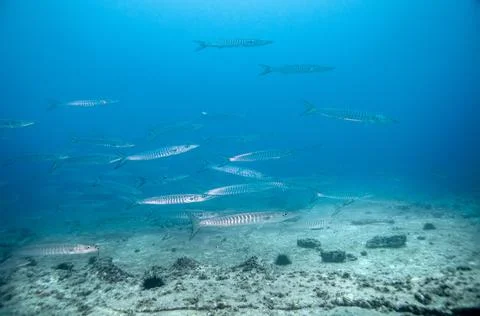 School of barracuda fish Stock-Fotos
