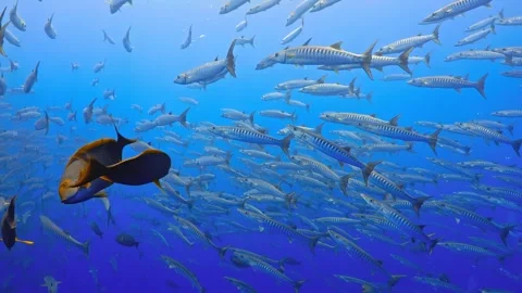 School of barracuda fish swimming in blue ocean water during deep diving Stock Footage 343696400