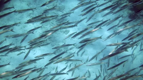 School of barracuda fish swimming over colorful coral reef. Stock Footage 245703353