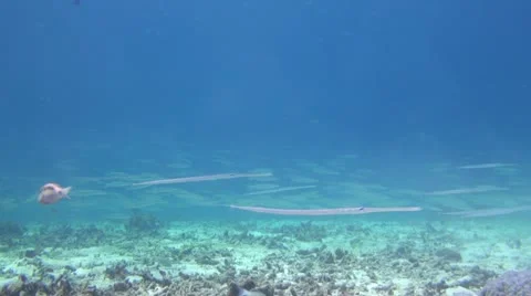 School of Barracuda Stock Footage 11306265