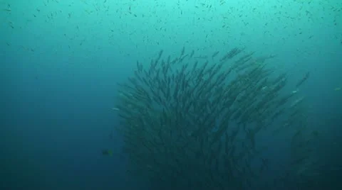 School of Barracuda Stock Footage 22154321