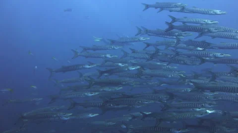 School of Barracuda 動画素材 33092410