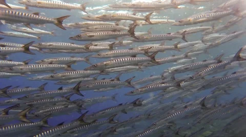 School of barracuda Stock Footage 41423243