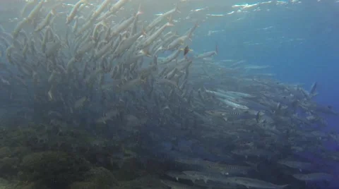 School of barracuda Stock Footage 41423927