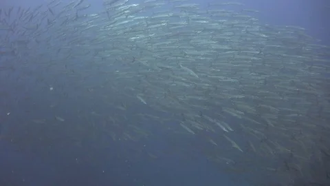 School of barracuda Stock Footage 80186388
