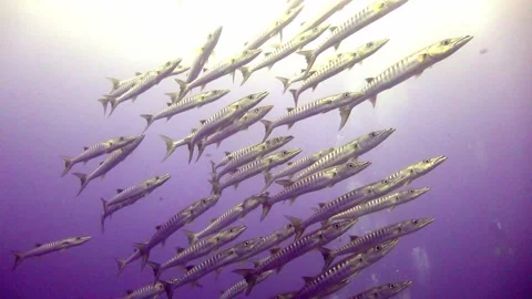 School of Barracuda Stock Footage 201501712