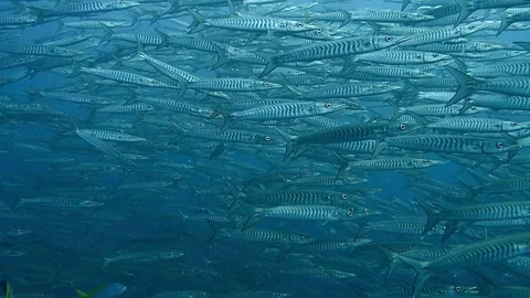 School of barracuda Stock Footage 239159903