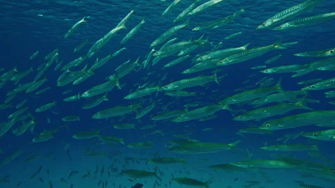 School of Barracuda glittering in afternoon sunlight, swimming in blue water Video stock 336564564
