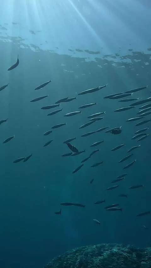 School of Barracuda at the Island Stock Footage 319953978