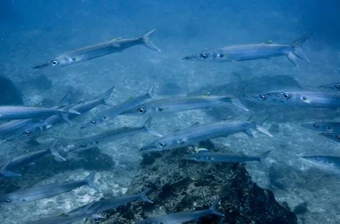 School of barracuda Stock Photos