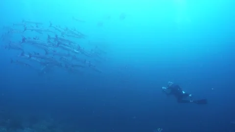 School of Barracuda with a scuba diver Stock Footage 105272551