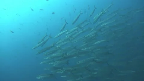School of Barracuda Slow Mo Pan Deep Blue Stock Footage 158472047