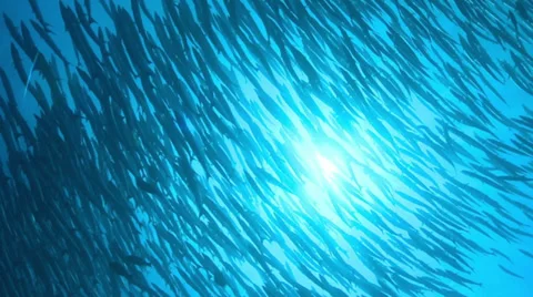School of barracuda at sun Stock Footage 31755309
