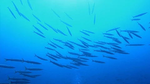 School Of Barracuda Swimming Below The Surface Stock Footage 97539836
